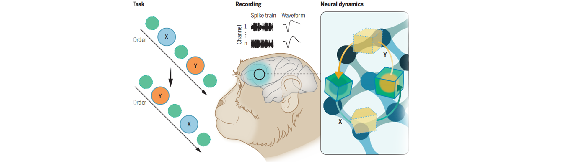 獼猴額葉皮層對(duì)空間序列信息的工作記憶編程